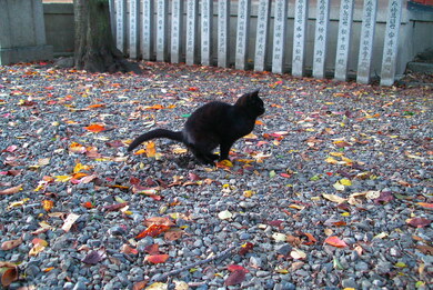 gato marcando territorio