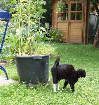 gato marcando territorio orinando