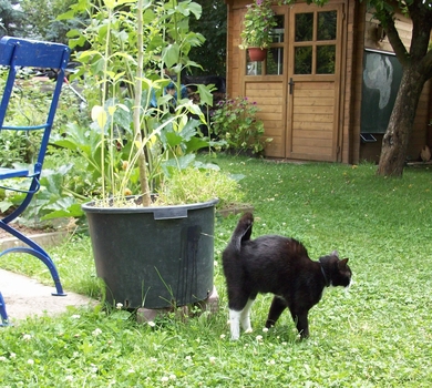 gato marcando territorio orinando